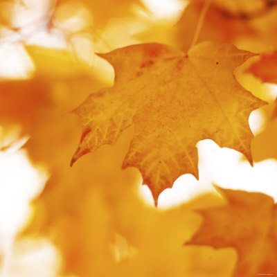 Autumn Leaves in Soft Sunshine II