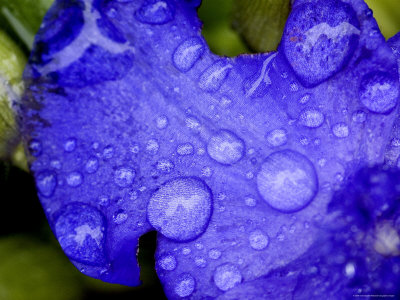 Buy Close View of Water Drops on an Insect Damaged Petunia Petal, Groton, Connecticut at AllPosters.com