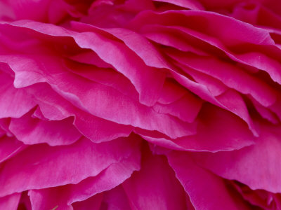 Buy Close View of Petals of a Peony Flower, Groton, Connecticut at AllPosters.com