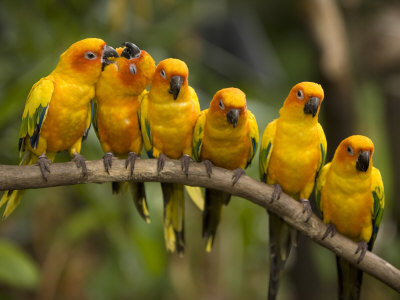 Closeup of Six Captive Sun Parakeets