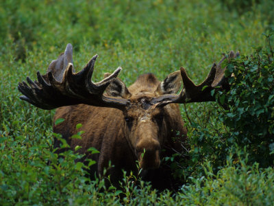 Bull Moose in Velvet, Alaska