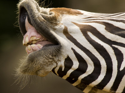 Buy Closeup of a Grevys Zebra's Mouth at AllPosters.com