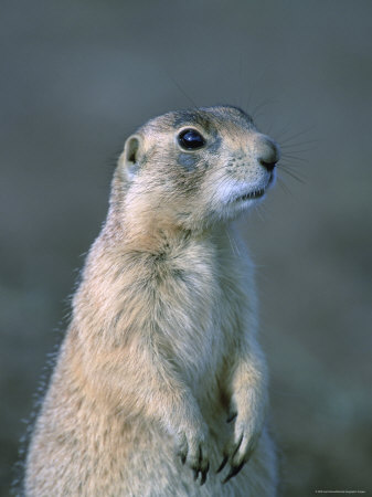 Buy Black-Tailed Prairie Dog in Howes, South Dakota at AllPosters.com