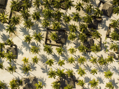 Buy Beautiful Coastal Village with Groves of Coconut Palms, Mozambique at AllPosters.com