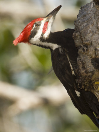 Closeup of a Pileated Woodpecker, Sanibel Island, Florida