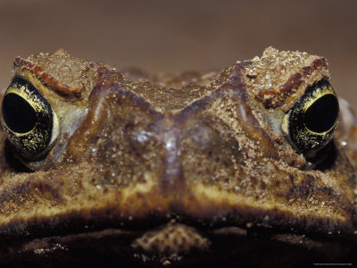 Close-Up of a Scowling, Grumpy, Ugly Cane Toad