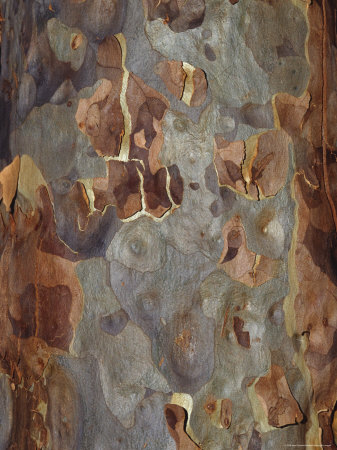 Bark Detail of the Spotted Gum Eucalypt Tree, Corymbia Maculata, Australia