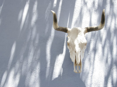 Buy Animal Skull and Horns Hanging on Blue Wall, California at AllPosters.com