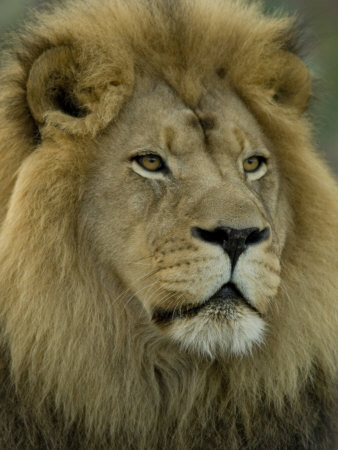 Buy African Lion from the Sedgwick County Zoo, Kansas at AllPosters.com