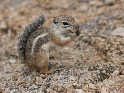 Antelope Ground Squirrel Poses for a Picture