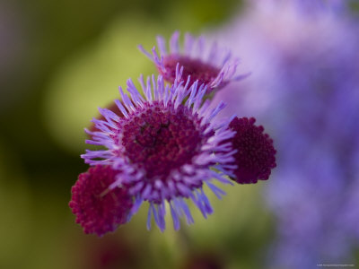 Close View of a Lavender Flower, Groton, Connecticut