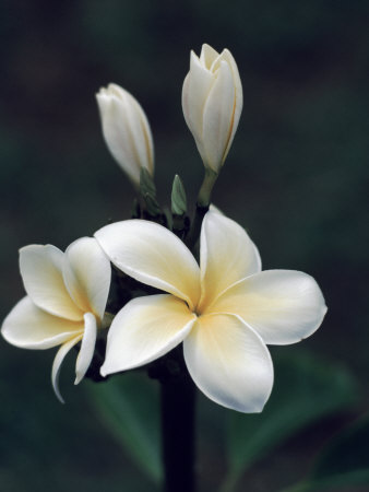 Buy Close View of a Delicated Plumeria Flower, Hawaii at AllPosters.com