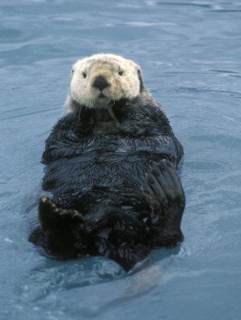 Closeup of a Sea Otter, Alaska