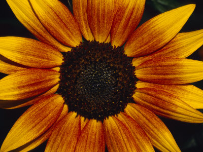 Closeup of a Sunflower Seed Bed Surrounded by Orange-Yellow Petals, Australia