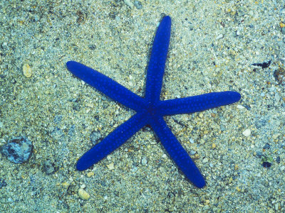 Blue Sea Star or Starfish on Sand, Linckia Laevigata