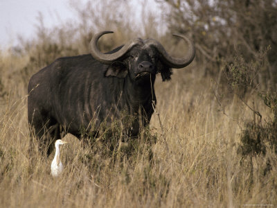 Cape Buffalo with Large Curving Horns and a Cattle Egret