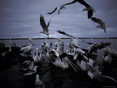 Australian Pelicans and Silver Gulls Fight over Discarded Fish