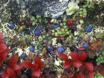 Blueberry Plants and Mosses, Alaska