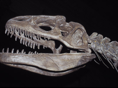 Buy Allosaurus Skeleton Skull, Jaws and Teeth, against a Black Background at AllPosters.com