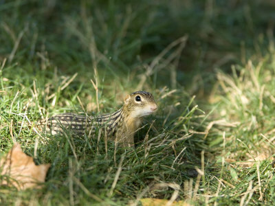 Curious 13-Lined Ground Squirrel Tries to Sniff Out Danger, Henry Doorly Zoo, Nebraska