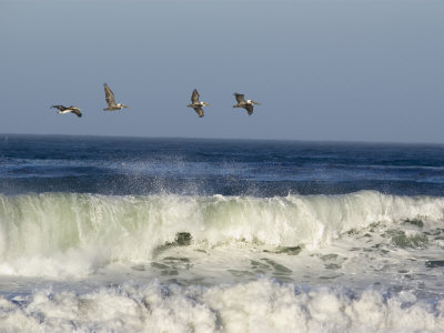 Four Brown Pelicans Flying above the Surf, California