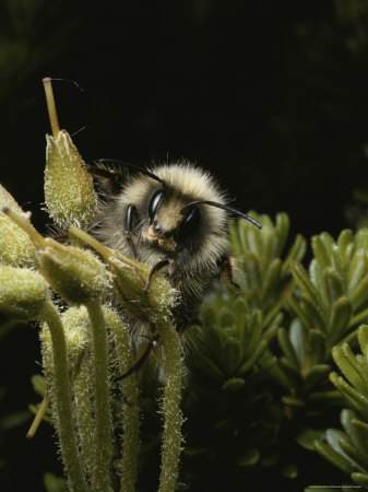 Buy Close View of a Bee on Heath at AllPosters.com