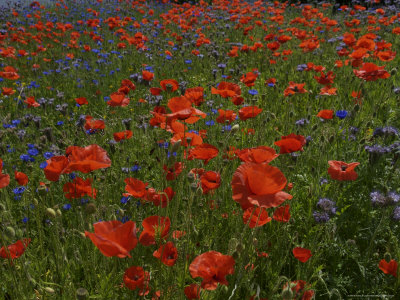 Denmark, Skagen, Garden of Red Poppies, Full Frame
