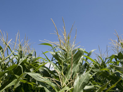 Buy Cornfield near Burwell, Nebraska at AllPosters.com
