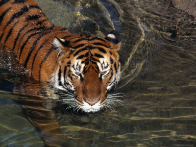Buy Bengal Tiger Takes a Swim at a Zoo at AllPosters.com