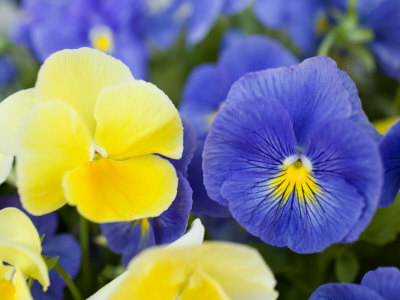 Buy Close View of Pansies, Massachusetts at AllPosters.com
