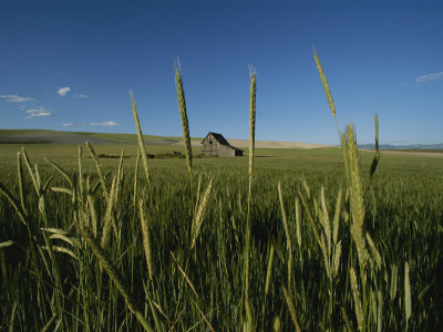 Buy Barn Standing in an Open Field and Framed by Ears of Wheat, Utah at AllPosters.com