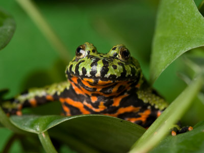 Fire-Bellied Toad at the Sunset Zoo