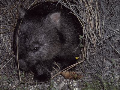 Buy Common Wombat Leaving its Burrow Entrance to Feed at Night, Australia at AllPosters.com
