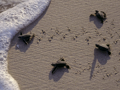 Endangered Greenback Turtle Hatchlings Entering the Sea, Yucatan, Mexico