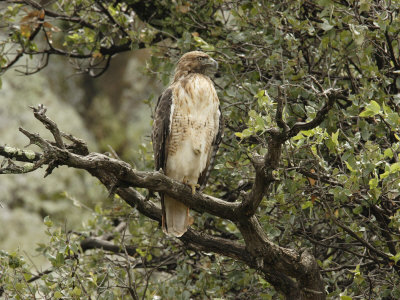 Juvenile Red-Tailed Hawk Perches in an Oak Tree