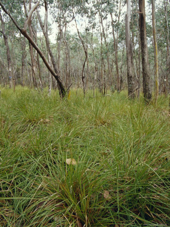 Buy Eucalyptus Camphora Trees and Hooker's Fescue Grass, Yellingbo Nature Reserve, Australia at AllPosters.com