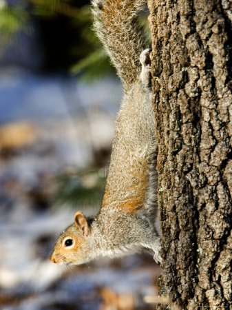 Eastern Gray Squirrel Climbing Down a Tree, Lexington, Massachusetts