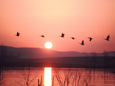 Buy Flock of Canada Geese Flying over a Lake at Sunset, Pennsylvania at AllPosters.com