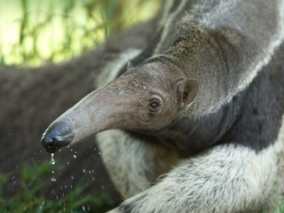 Buy Giant Anteaters at the Sunset Zoo at AllPosters.com