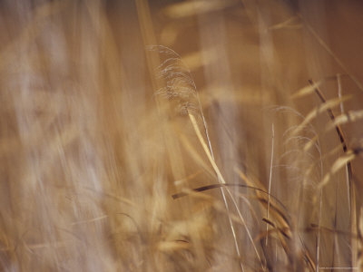 Golden Reeds Seeding in a Ramsar Listed Wetland Are Blown by the Wind, Australia