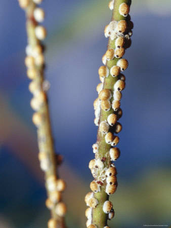 Insect Galls Cover the Stems of a Eucalypt Gum Tree in a River Bed, Bulla Tail Creek, Australia