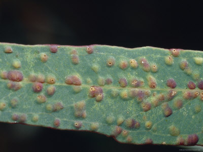 Insect Galls on the Leaf of a Eucalypt Gum Tree, Bulla Tail Creek, Australia
