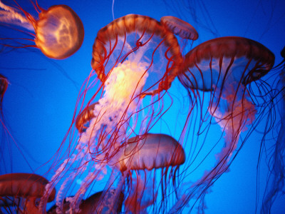 Fleet of Golden, Long-Tentacled Jellyfish, California