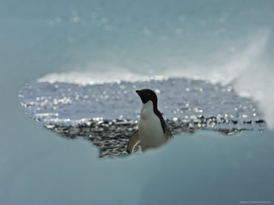 Ice Window Frames Adelie Penguin, Antarctica