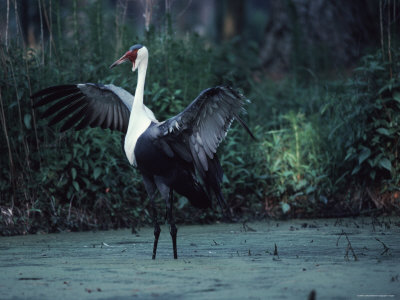 Portrait of a Wattled Crane in a Marsh with It