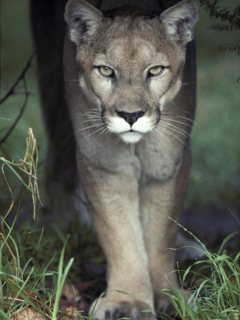Mesmerising Glare of a Stalking Puma Hunting Prey, Australia