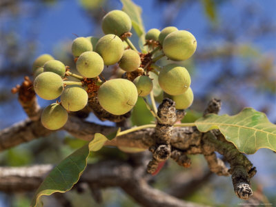 Buy Shea Fruits Ripen on a Shea Tree at AllPosters.com