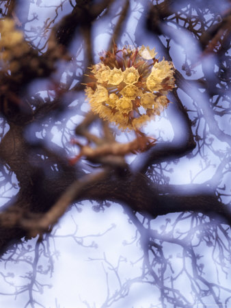 Buy Shea Flowers Blossom on a Shea Tree at AllPosters.com