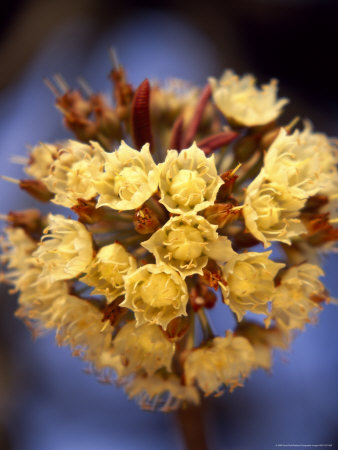Buy Shea Flower at AllPosters.com