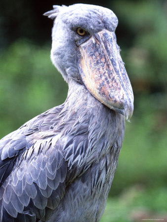 Buy Shoebill Poses for the Camera near Entebbe, Uganda at AllPosters.com